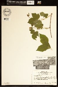 Rubus flagellaris image