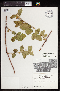 Rubus flagellaris image