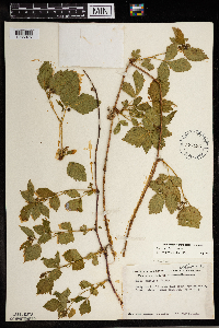Rubus steelei image