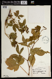 Rubus wisconsinensis image
