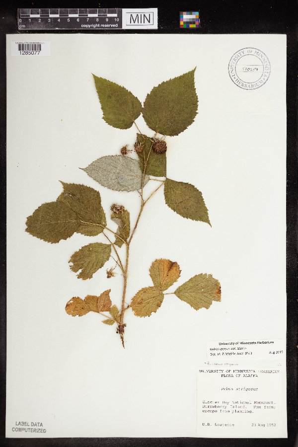 Rubus idaeus var. idaeus image