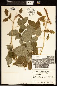 Rubus idaeus var. strigosus image