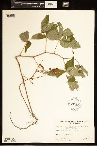 Rubus idaeus var. strigosus image