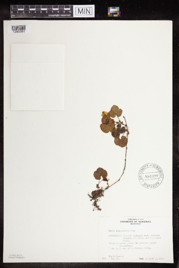 Rubus lasiococcus image