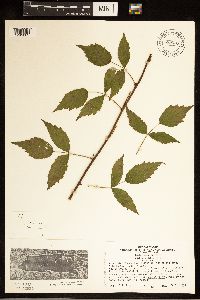 Rubus occidentalis image