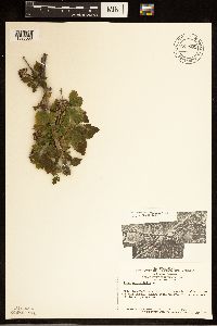 Rubus occidentalis image