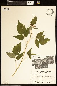 Rubus occidentalis image