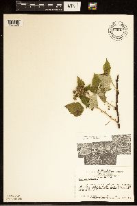 Rubus occidentalis image
