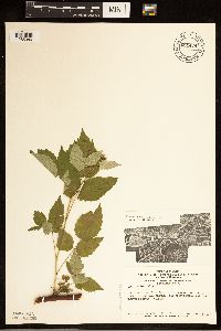 Rubus occidentalis image