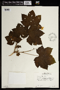 Rubus parviflorus image