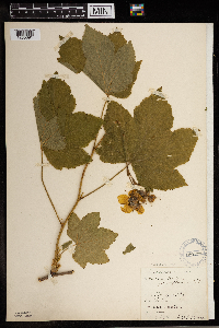Rubus parviflorus image