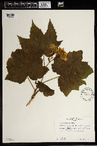 Rubus parviflorus image
