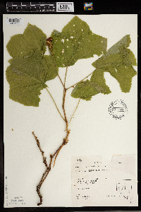 Rubus parviflorus image