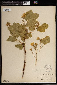 Rubus parviflorus image