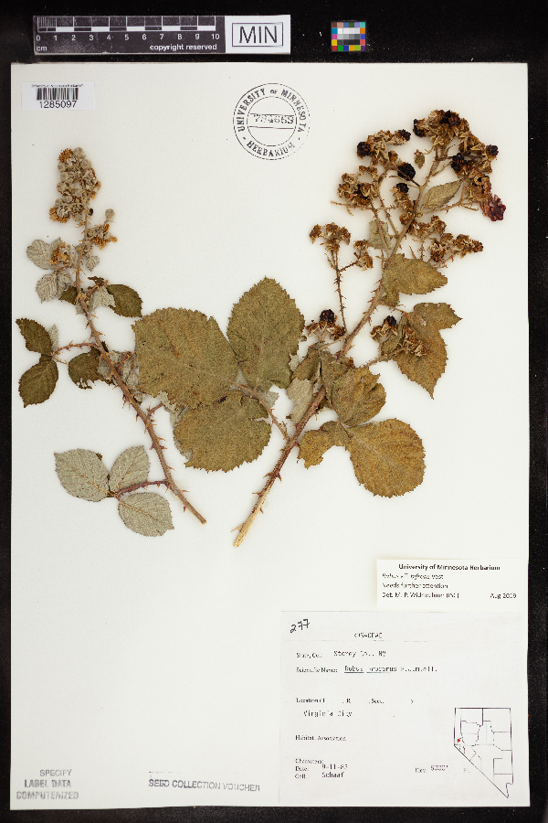 Rubus ulmifolius image