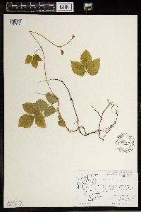 Rubus pubescens image