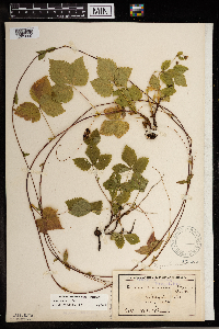Rubus pubescens image