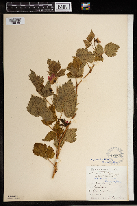 Rubus spectabilis image