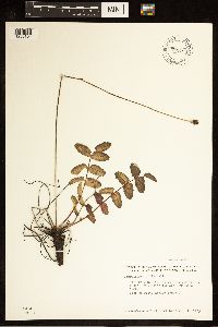 Sanguisorba officinalis image