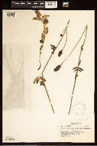 Sanguisorba officinalis image