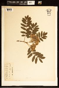 Sorbus americana image