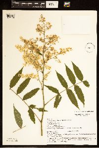 Sorbus americana image