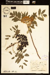 Sorbus americana image