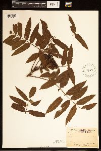 Sorbus americana image