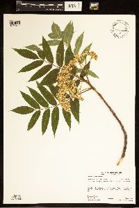 Sorbus americana image