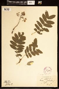 Sorbus aucuparia image