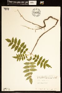 Sorbus americana image