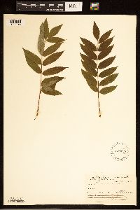 Sorbus americana image
