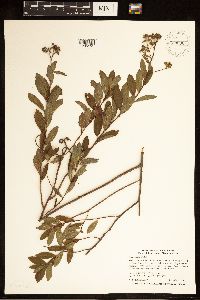 Spiraea alba image