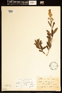 Spiraea alba image