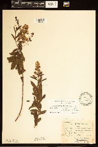 Spiraea alba image