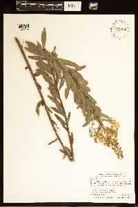 Spiraea alba image