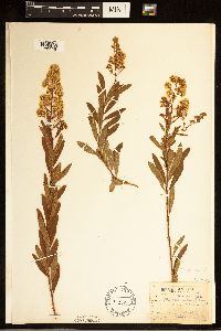 Spiraea alba image