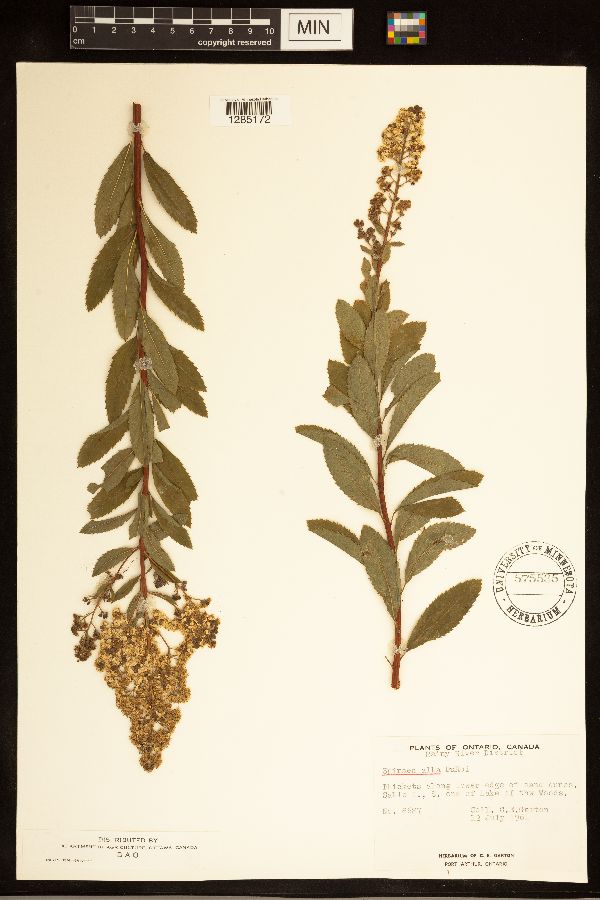 Spiraea alba image
