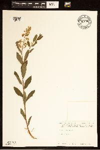 Spiraea alba image