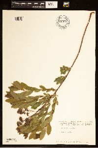 Spiraea alba image