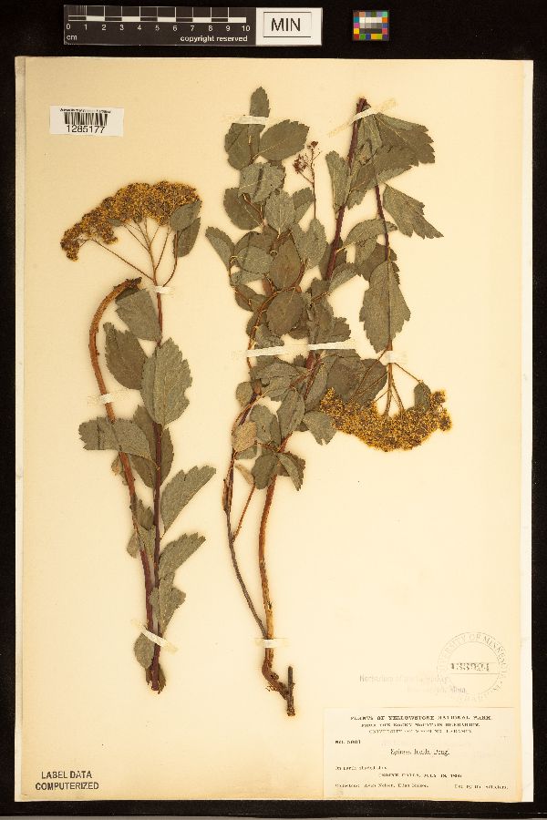 Spiraea lucida image