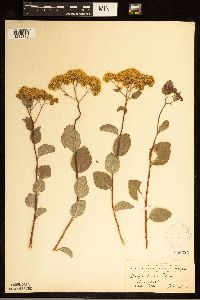 Spiraea lucida image