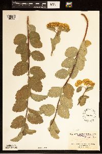 Spiraea lucida image