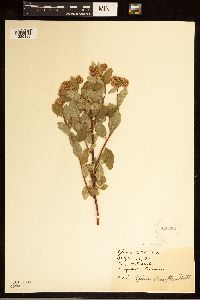 Image Associated With the Occurrence