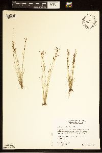 Bulbostylis capillaris image