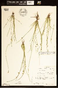 Schoenoplectiella smithii image