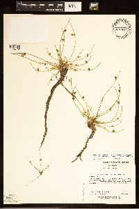Schoenoplectiella smithii image