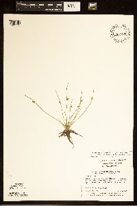 Schoenoplectiella smithii image