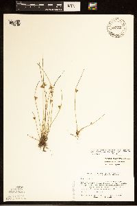 Schoenoplectiella smithii image