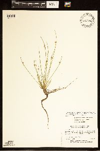 Schoenoplectiella smithii image